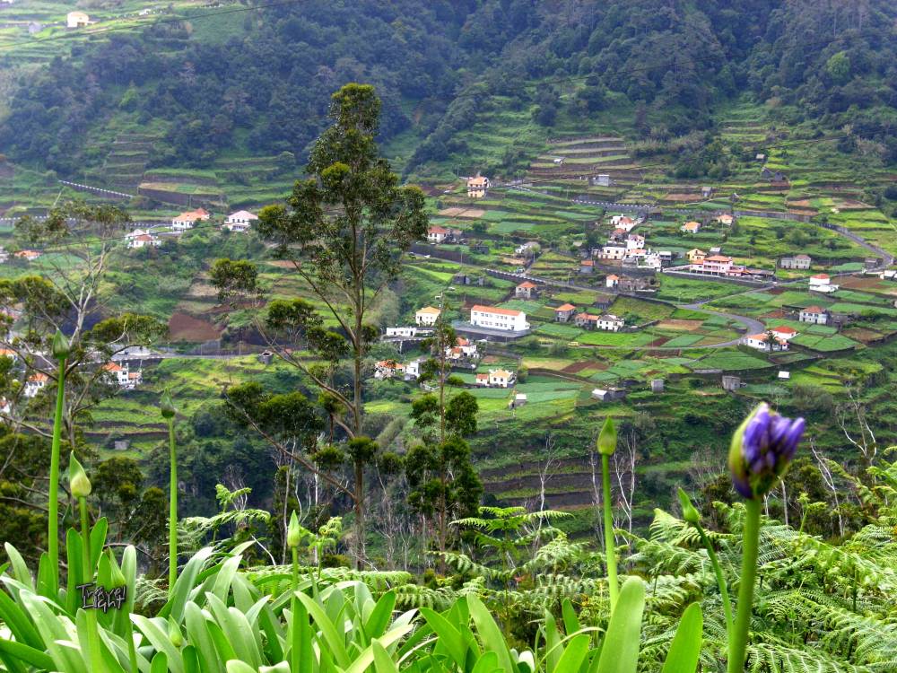 Terraced farming, Madeira